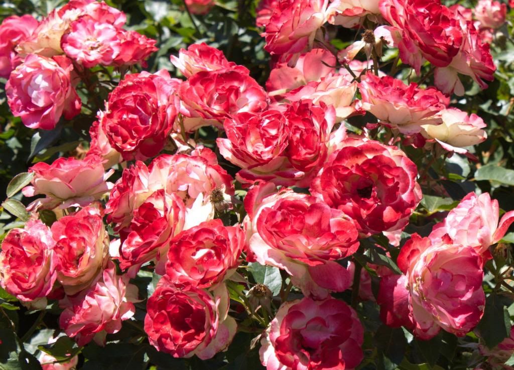  photo FireandIce_zpsb21ed2f3.jpg